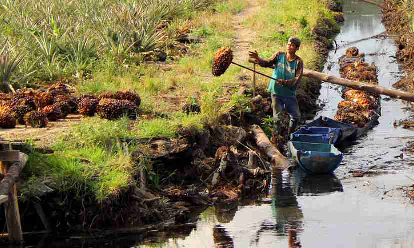Riau Jadi Percontohan Penertiban Kebun Sawit Dalam Hutan